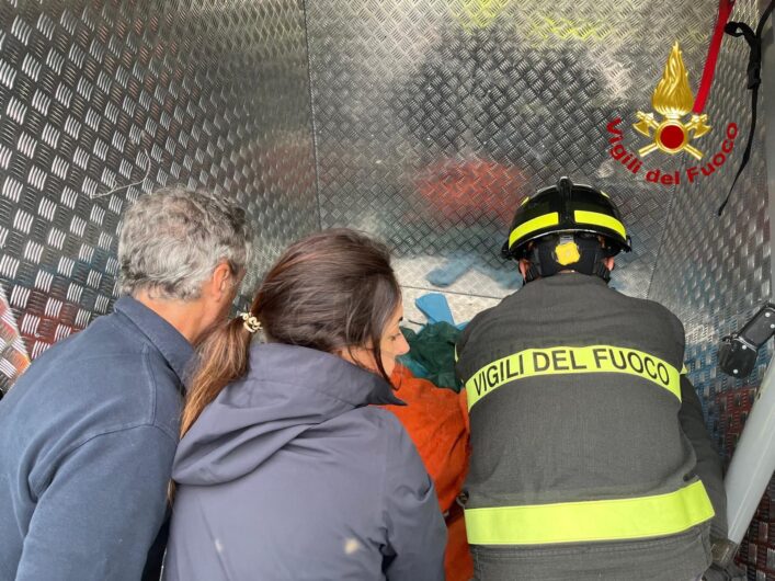 Capriolo bloccato nel Naviglio: l’intervento dei Vigili del Fuoco