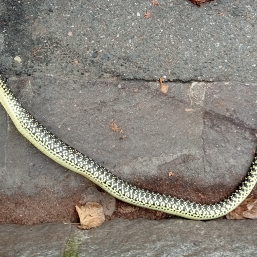 Agli Orti trovato un serpente in strada: un biacco, innocuo e utile