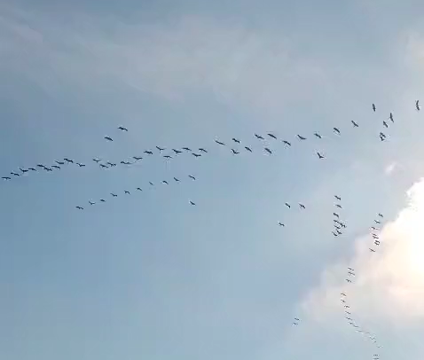 Il magico volo delle Gru sopra il cielo di Pavone