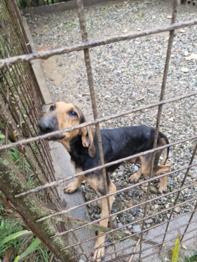 Cani, gatti e un cavallo “in condizioni di estremo degrado”: l’intervento delle Guardie Zoofile