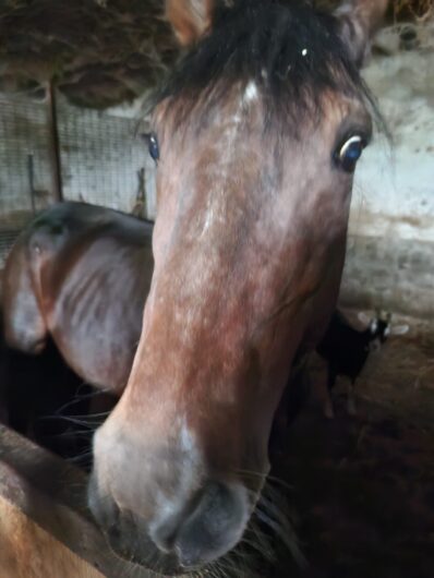 Cani, gatti e un cavallo “in condizioni di estremo degrado”: l’intervento delle Guardie Zoofile