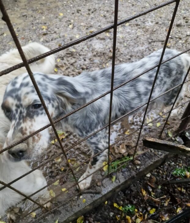 Cani, gatti e un cavallo “in condizioni di estremo degrado”: l’intervento delle Guardie Zoofile