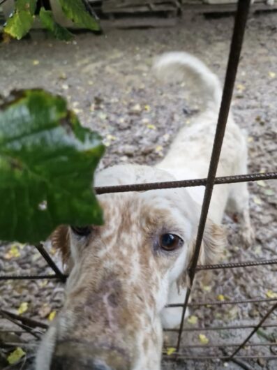 Cani, gatti e un cavallo “in condizioni di estremo degrado”: l’intervento delle Guardie Zoofile