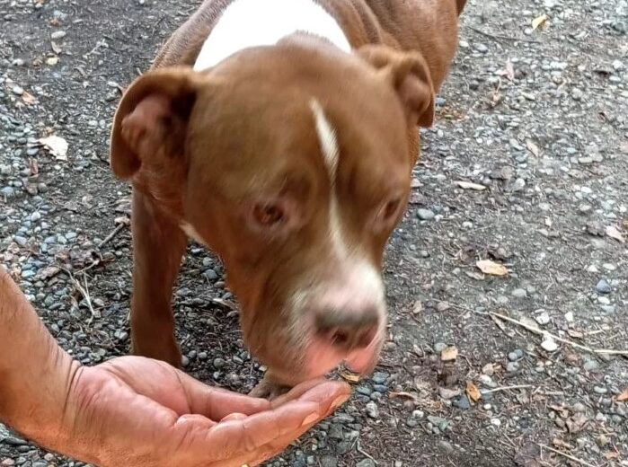 Erano abbandonati in una casa, in mezzo ai loro escrementi: sequestrati due cani in provincia