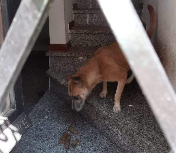 Erano abbandonati in una casa, in mezzo ai loro escrementi: sequestrati due cani a Silvano d’Orba