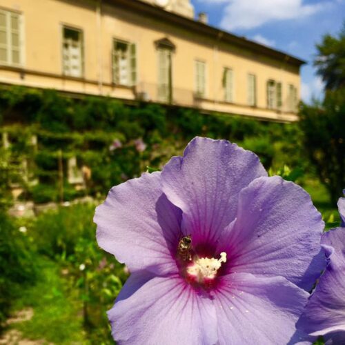 Arte al microscopio: ultimi giorni per la mostra sui parassiti all’Orto Botanico di Torino