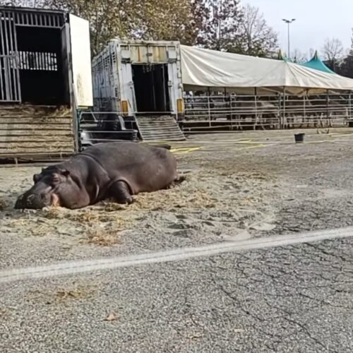 Ippopotamo a Voghera, Enpa: “Delusi dal Comune”. Proteste contro il circo in Piazzale Fermi