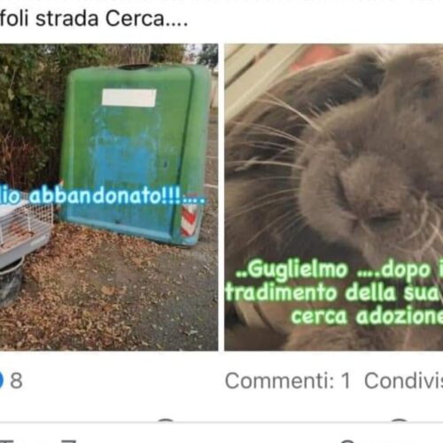 Coniglio abbandonato vicino ai rifiuti a Torre Garofoli