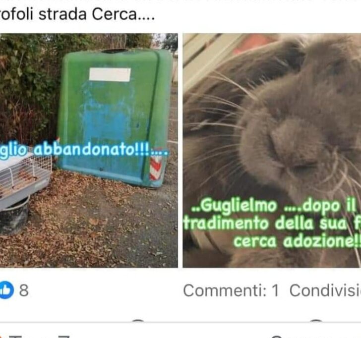 Coniglio abbandonato vicino ai rifiuti a Torre Garofoli