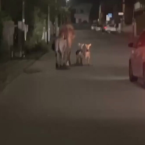 Un cavallo, un asino e due caprette a spasso per le strade di Novi Ligure