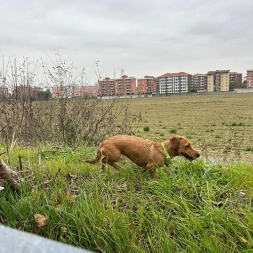 Ritrovati i cani disorientati avvistati in tangenziale ad Alessandria: stanno bene