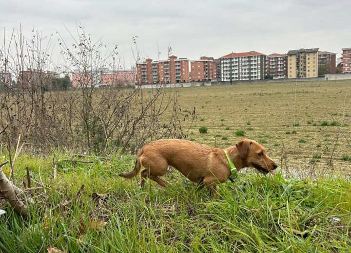 Cani disorientati avvistati in tangenziale ad Alessandria