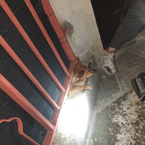 Cagnolino incastrato sotto una rete a Casale: liberato dai Vigili del Fuoco