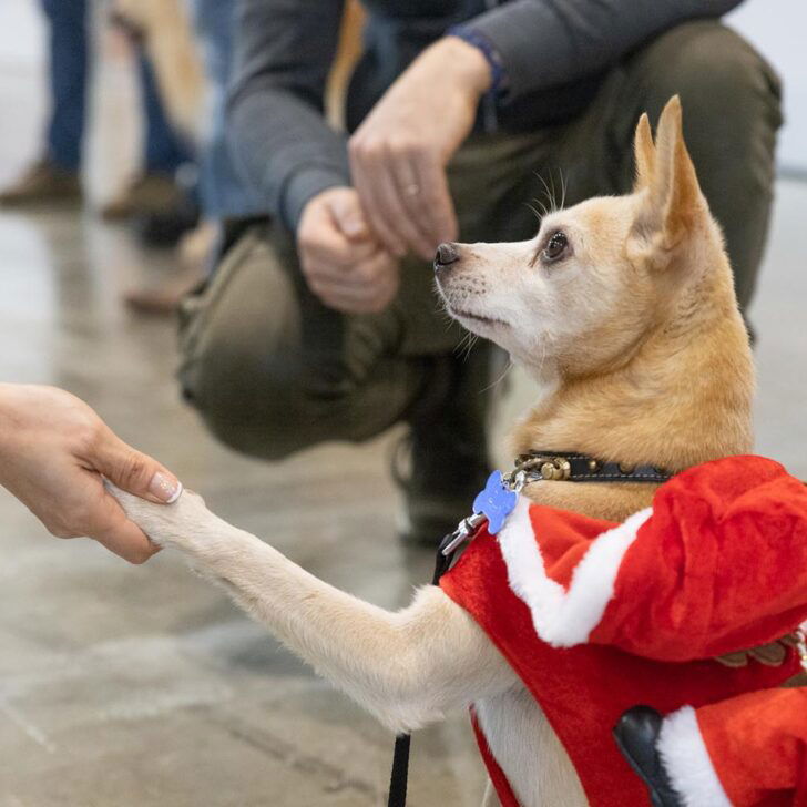 Quattrozampe in fiera Edizione Natale: sabato e domenica al Lingotto di Torino