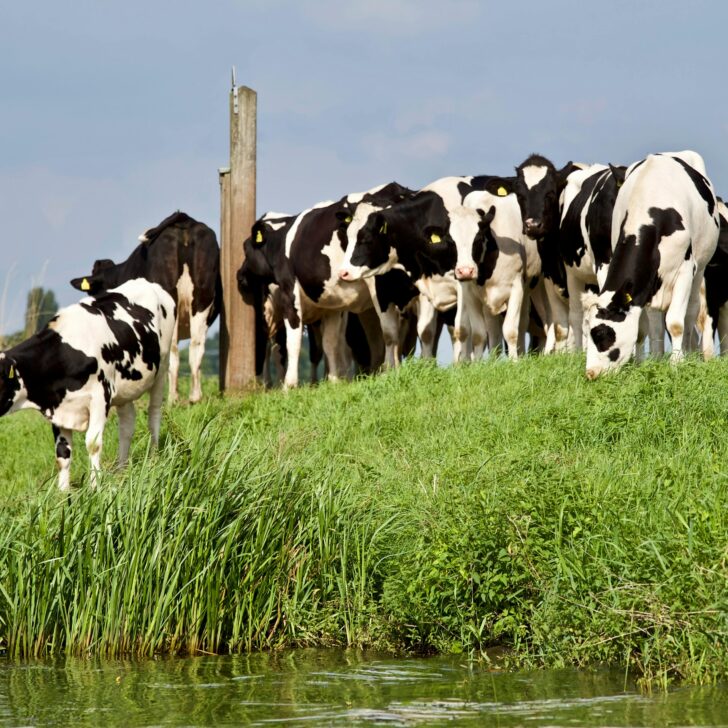 PSA e ambiente: Regione Lombardia stanzia 61 milioni per il settore agricolo