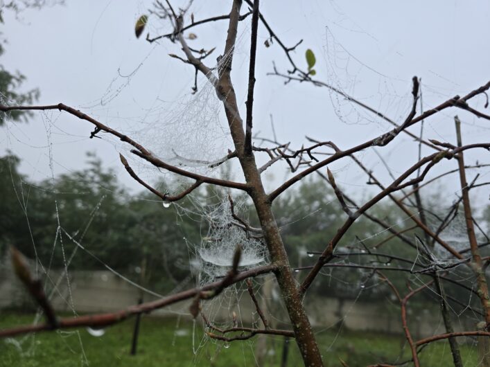 Lunghe ragnatele in tante zone di Alessandria: cos’è il ballooning, il segno degli spostamenti dei ragni