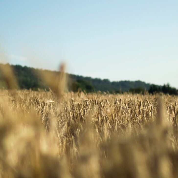 Annata Agraria 2024: dati non confortanti per le produzioni agrarie e il settore zootecnico