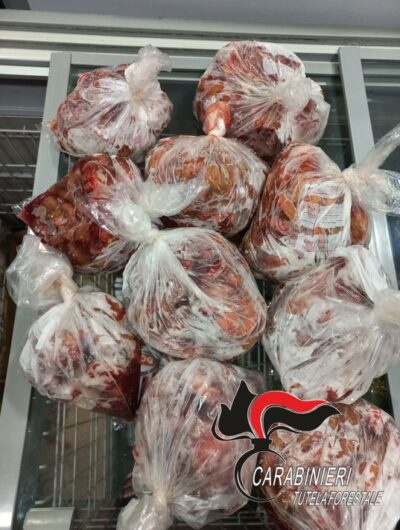 Formaggi senza etichette e pesce e carne mal congelati. Forestali sequestrano 300 Kg di cibo