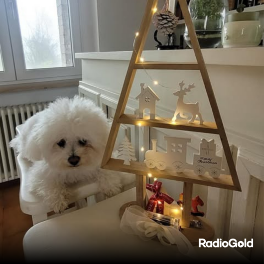 Pet Gold Christmas Contest: tutte le foto dei vostri amici pelosi