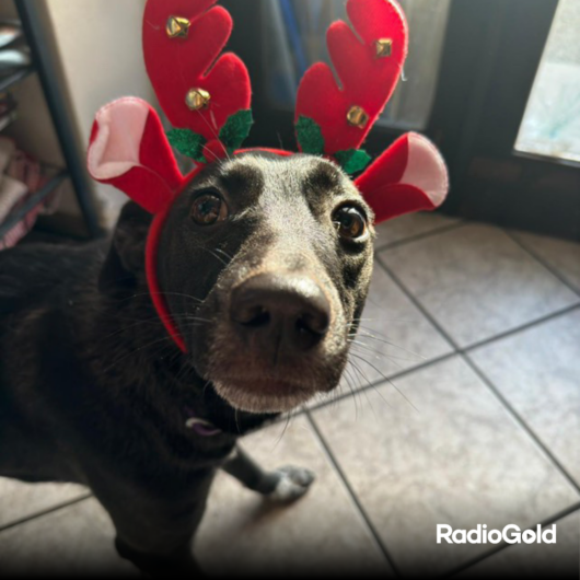 Pet Gold Christmas Contest: tutte le foto dei vostri amici pelosi