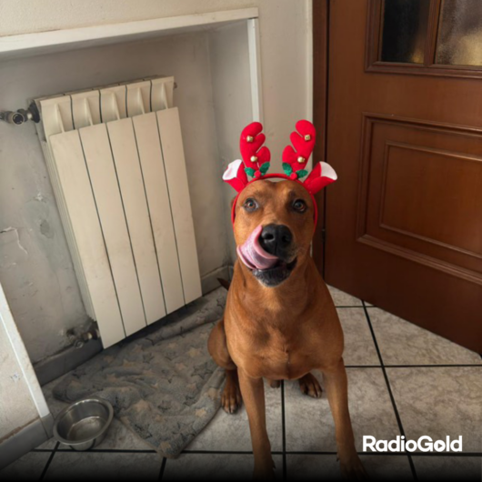 Pet Gold Christmas Contest: tutte le foto dei vostri amici pelosi