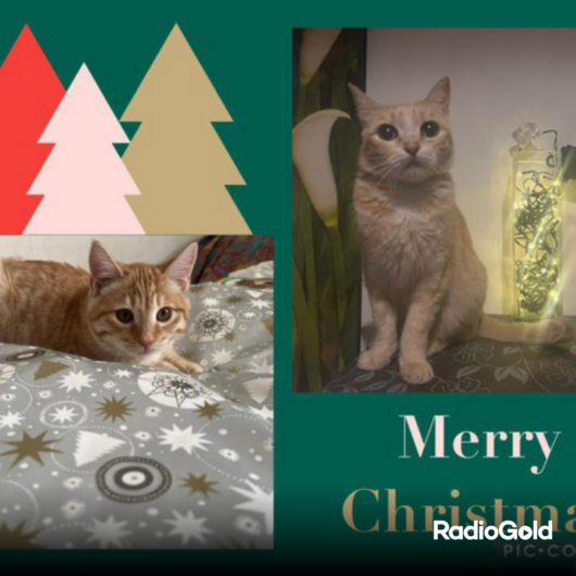 Pet Gold Christmas Contest: tutte le foto dei vostri amici pelosi