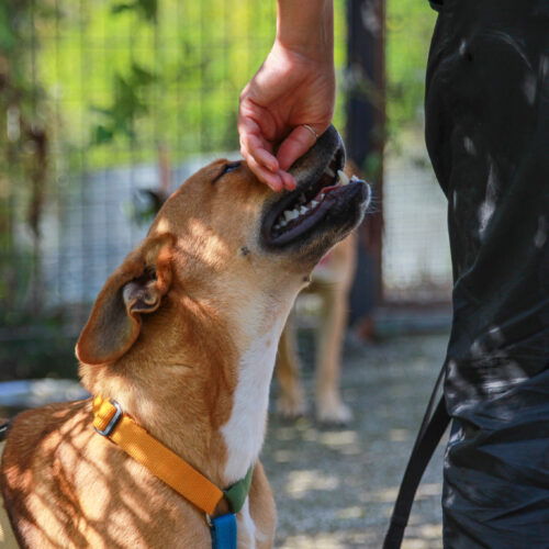 Autoguidovie stringe partnership con Empethy e sostenere i rifugi di animali a Pavia, Crema e Monza