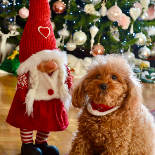 Pet Gold Christmas Contest: tutte le foto dei vostri amici pelosi