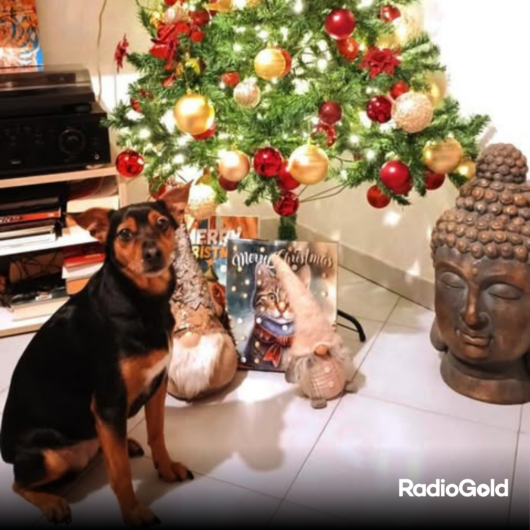 Pet Gold Christmas Contest: tutte le foto dei vostri amici pelosi