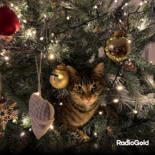 Pet Gold Christmas Contest: tutte le foto dei vostri amici pelosi