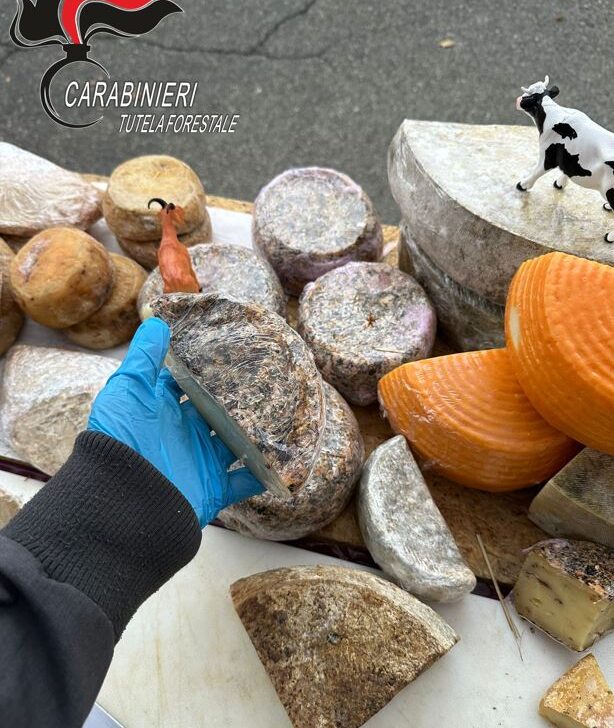 Formaggi senza etichette e pesce e carne mal congelati. Forestali sequestrano 300 Kg di cibo