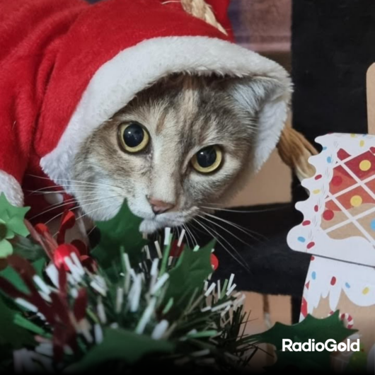 Pet Gold Christmas Contest: tutte le foto dei vostri amici pelosi