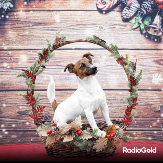 Pet Gold Christmas Contest: tutte le foto dei vostri amici pelosi