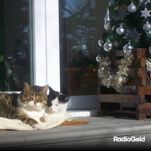 Pet Gold Christmas Contest: tutte le foto dei vostri amici pelosi