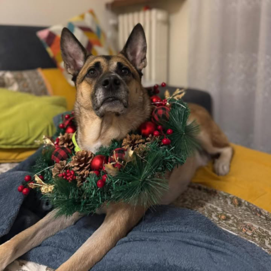 Pet Gold Christmas Contest: tutte le foto dei vostri amici pelosi