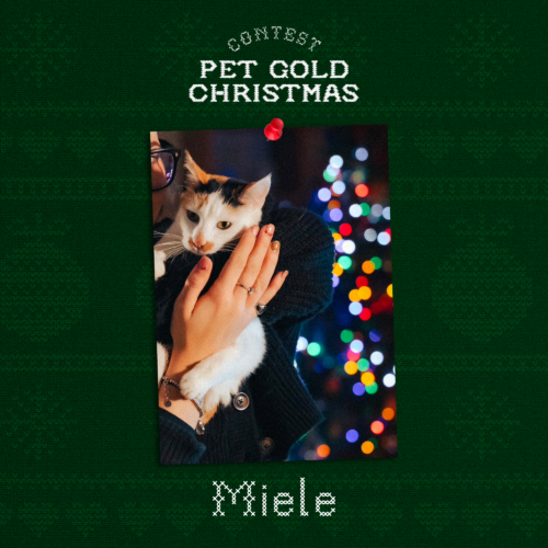 Miele è il pet con più like: vince Pet Gold Christmas