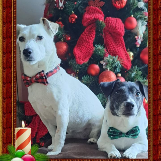 Pet Gold Christmas Contest: tutte le foto dei vostri amici pelosi