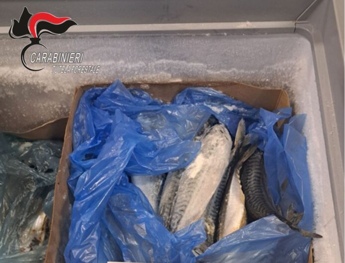 Formaggi senza etichette e pesce e carne mal congelati. Forestali sequestrano 300 Kg di cibo