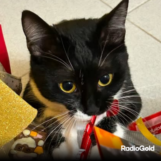 Pet Gold Christmas Contest: tutte le foto dei vostri amici pelosi