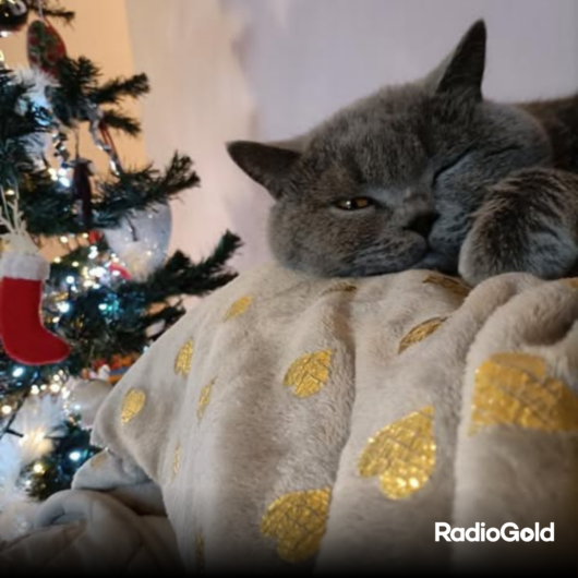 Pet Gold Christmas Contest: tutte le foto dei vostri amici pelosi