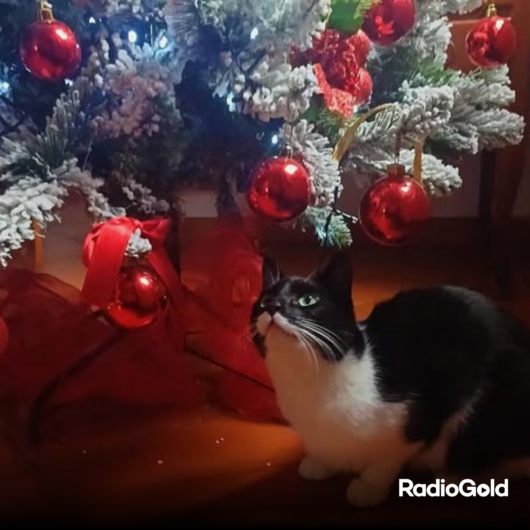 Pet Gold Christmas Contest: tutte le foto dei vostri amici pelosi