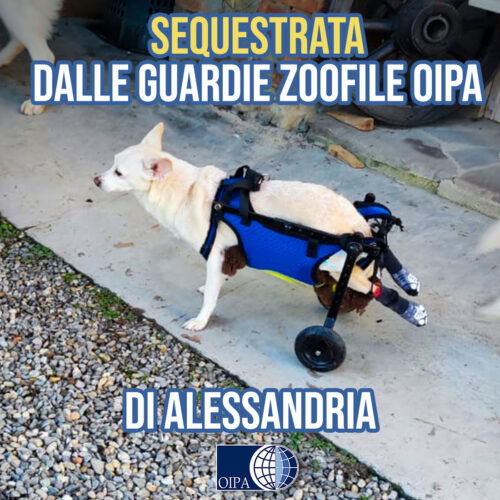 “Lina può tornare a camminare”: l’appello delle Guardie dell’Oipa per la cagnolina salvata ad Alessandria