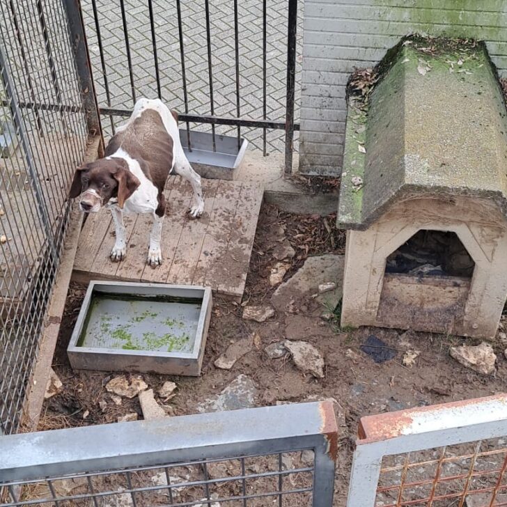 Cane denutrito, senza acqua e in una cuccia fatiscente: la scoperta a Serralunga di Crea