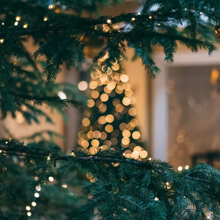 “Non buttate gli abeti di Natale”. Pavia ricicla e ripianta gli alberi addobbati per le feste