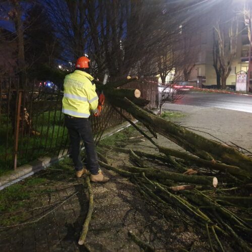 Alberi e rami sferzati dal vento in diverse zone dell’Alessandrino