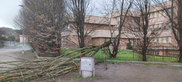 Alberi e rami sferzati dal vento in diverse zone dell’Alessandrino