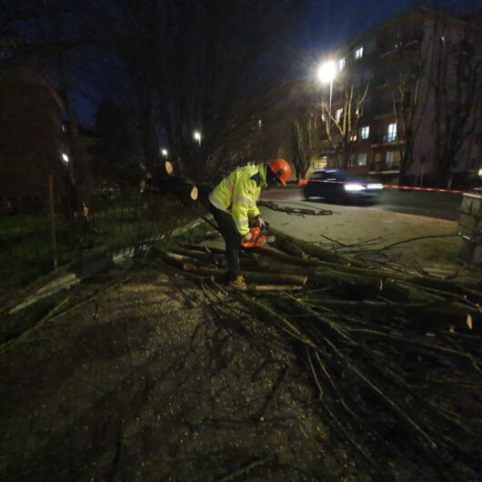 Alberi e rami sferzati dal vento in diverse zone dell’Alessandrino