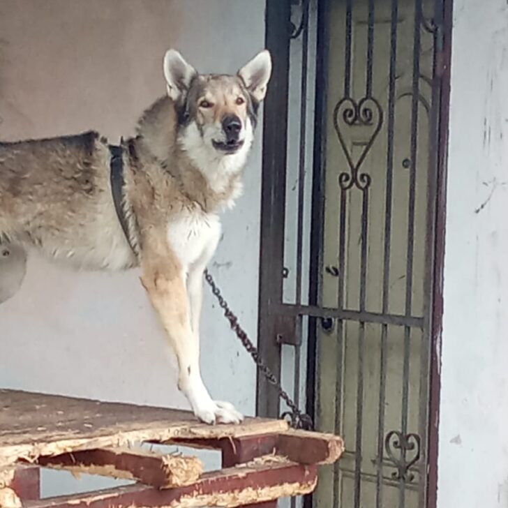 Cane lupo legato a una catena troppo corta e in condizioni precarie: l’intervento delle Guardie Zoofile Oipa