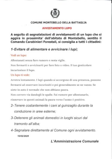 Lupo si avvicina all’abitato di Montebello della Battaglia. Il Comune diffonde “vademecum” per la sicurezza dei cittadini