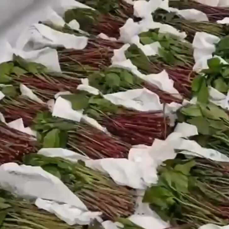 Bloccati al valico di Iselle 40 kg di foglie di Khat, la “droga dei poveri” con effetti simili a quelli delle anfetamine